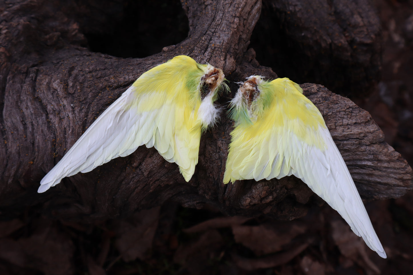 Dry Preserved Parakeet Wings
