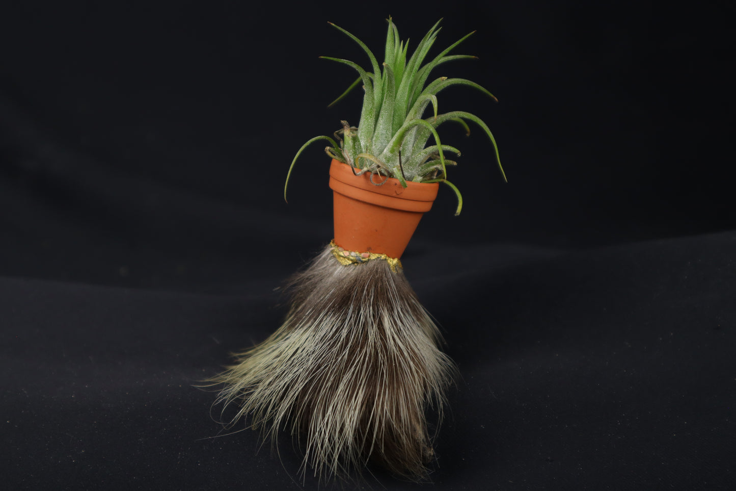 Porcupine Foot Planter with Purple Ionantha