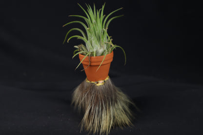Porcupine Foot Planter with Purple Ionantha