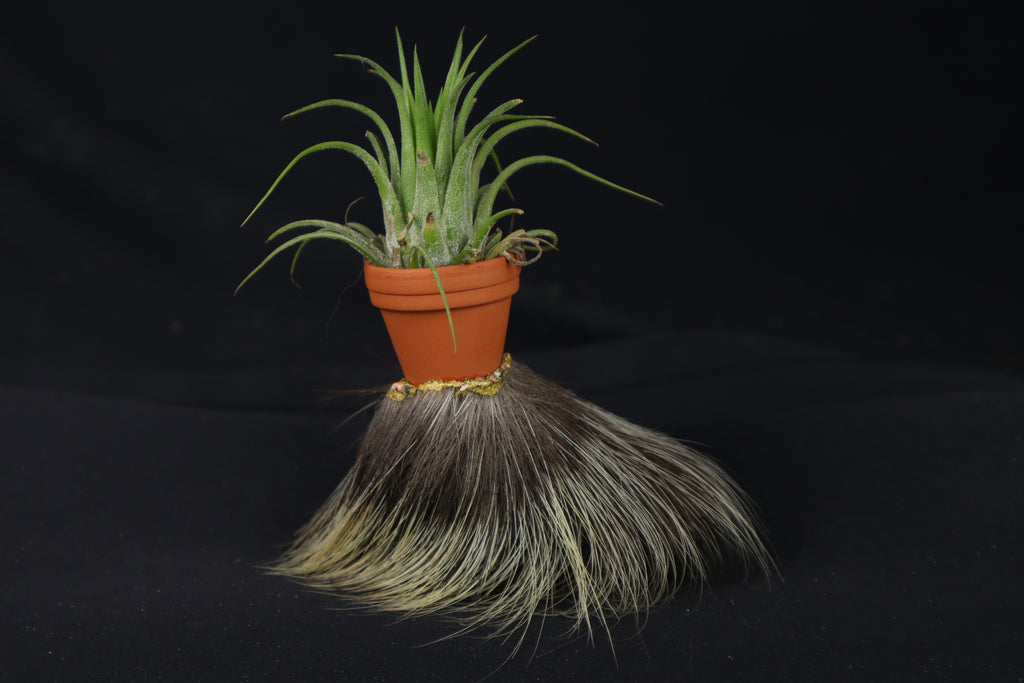 Porcupine Foot Planter with Purple Ionantha