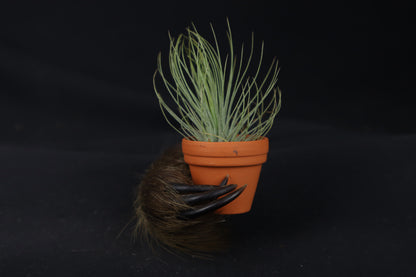 Porcupine Hand Planter with Tillandsia Andreana