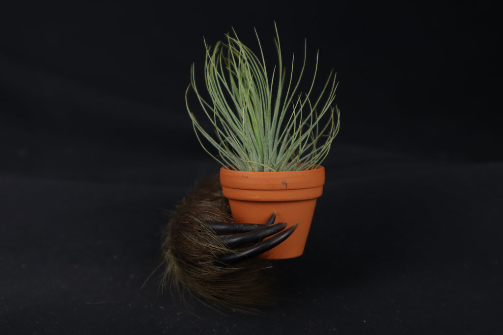 Porcupine Hand Planter with Tillandsia Andreana