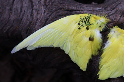 Dry Preserved Parakeet Wings