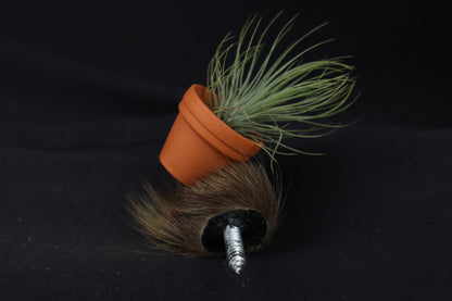 Porcupine Hand Planter with Tillandsia Andreana