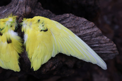 Dry Preserved Parakeet Wings