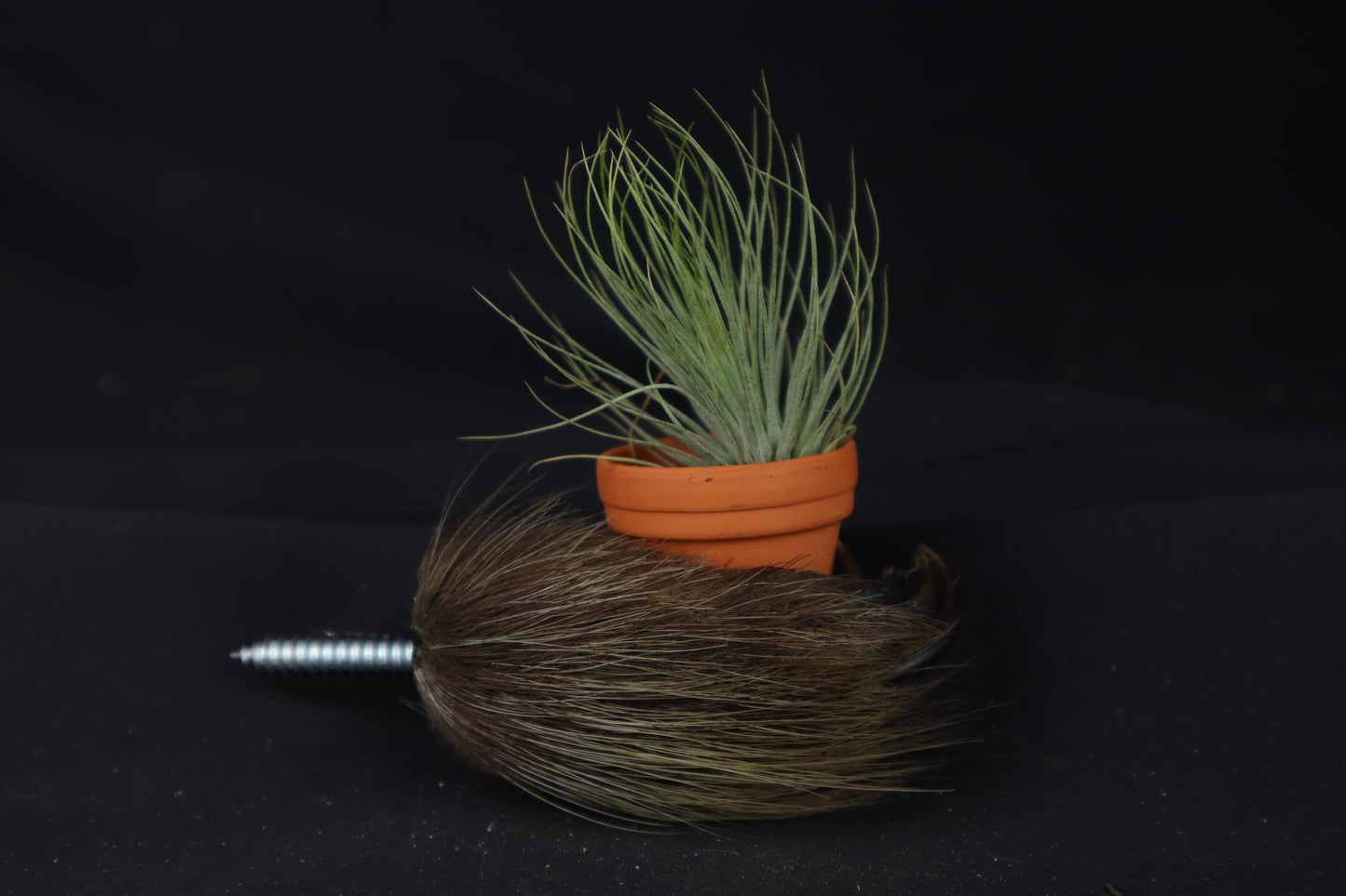 Porcupine Hand Planter with Tillandsia Andreana