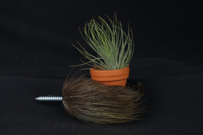 Porcupine Hand Planter with Tillandsia Andreana