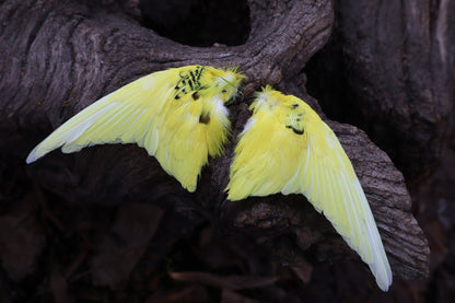 Dry Preserved Parakeet Wings