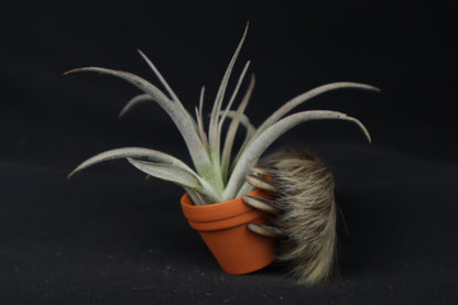Porcupine Hand Planter with Tillandsia Brachycaulos