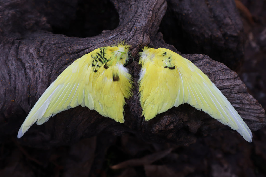 Dry Preserved Parakeet Wings