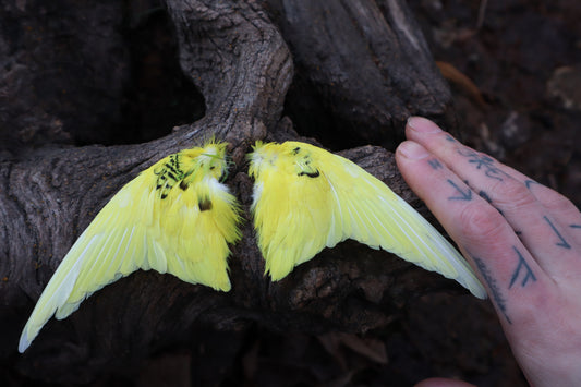 Dry Preserved Parakeet Wings