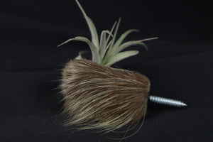 Porcupine Hand Planter with Tillandsia Brachycaulos