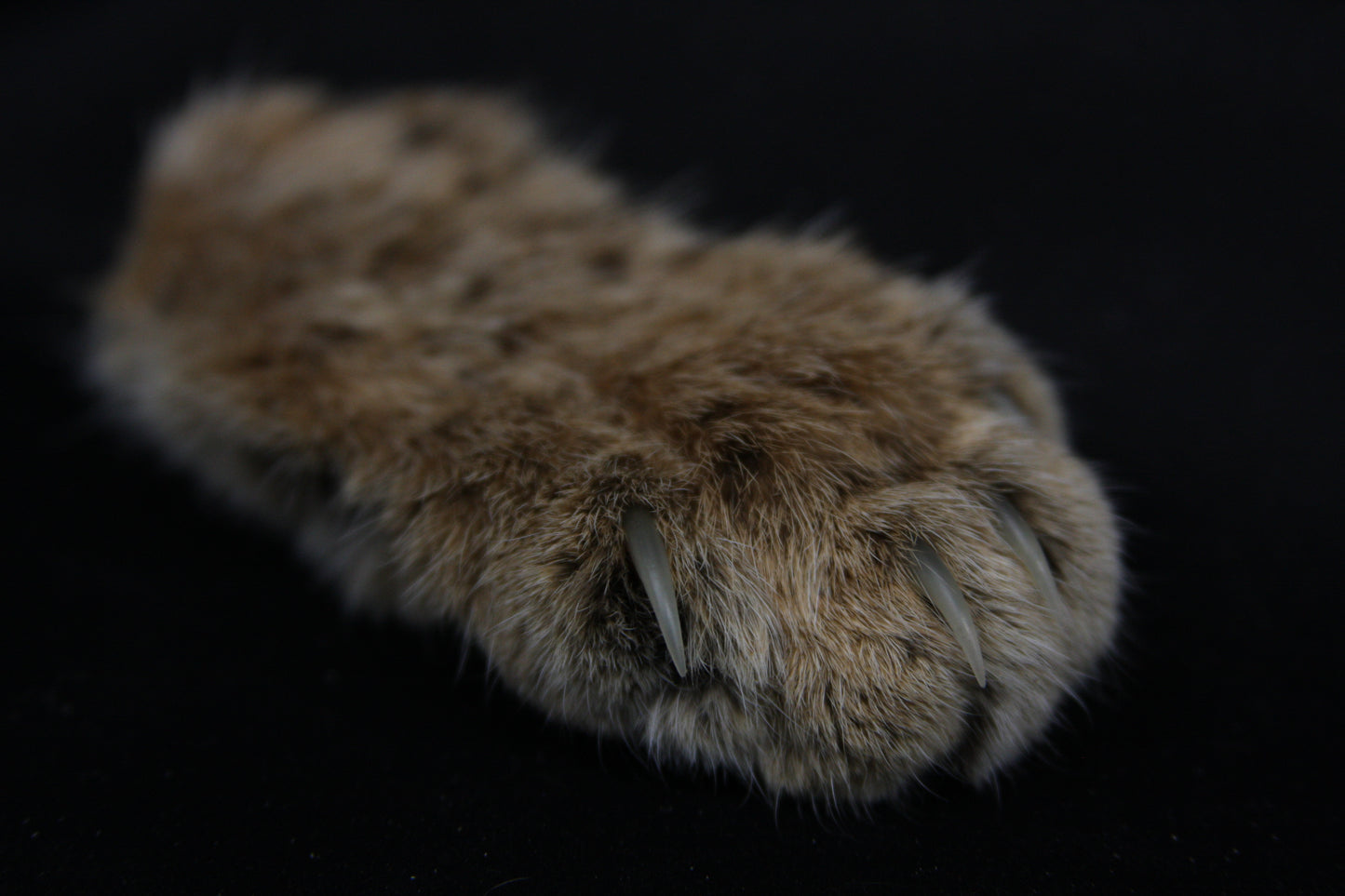 Bobcat Paw with Claws