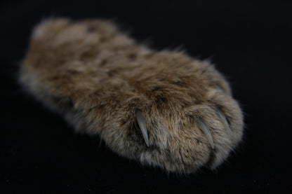 Bobcat Paw with Claws
