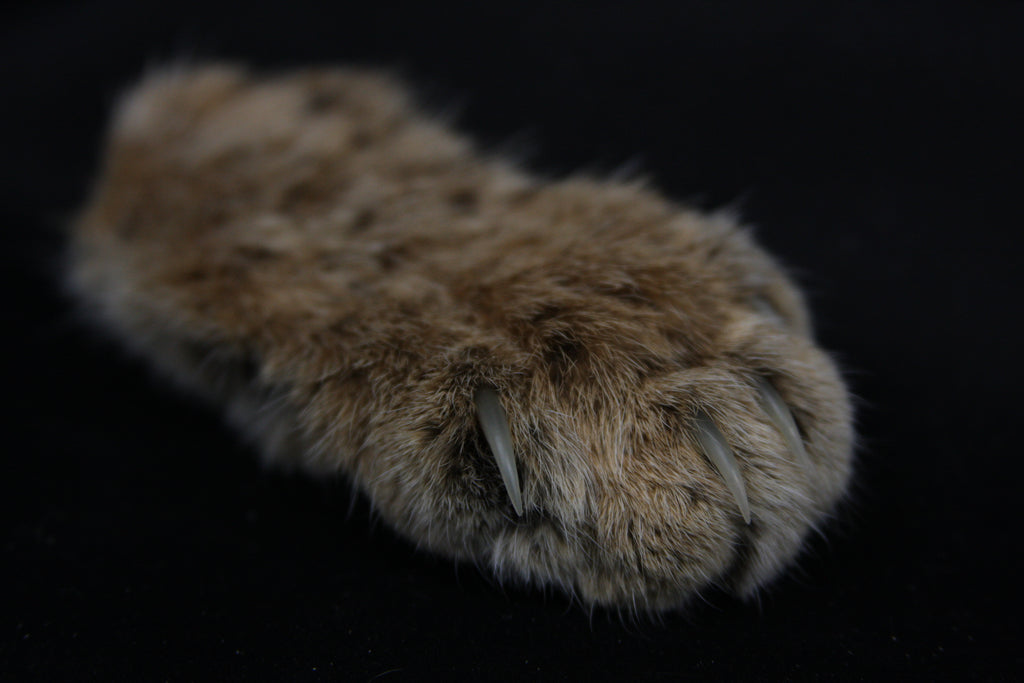 Bobcat Paw with Claws