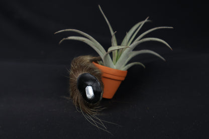 Porcupine Hand Planter with Tillandsia Brachycaulos