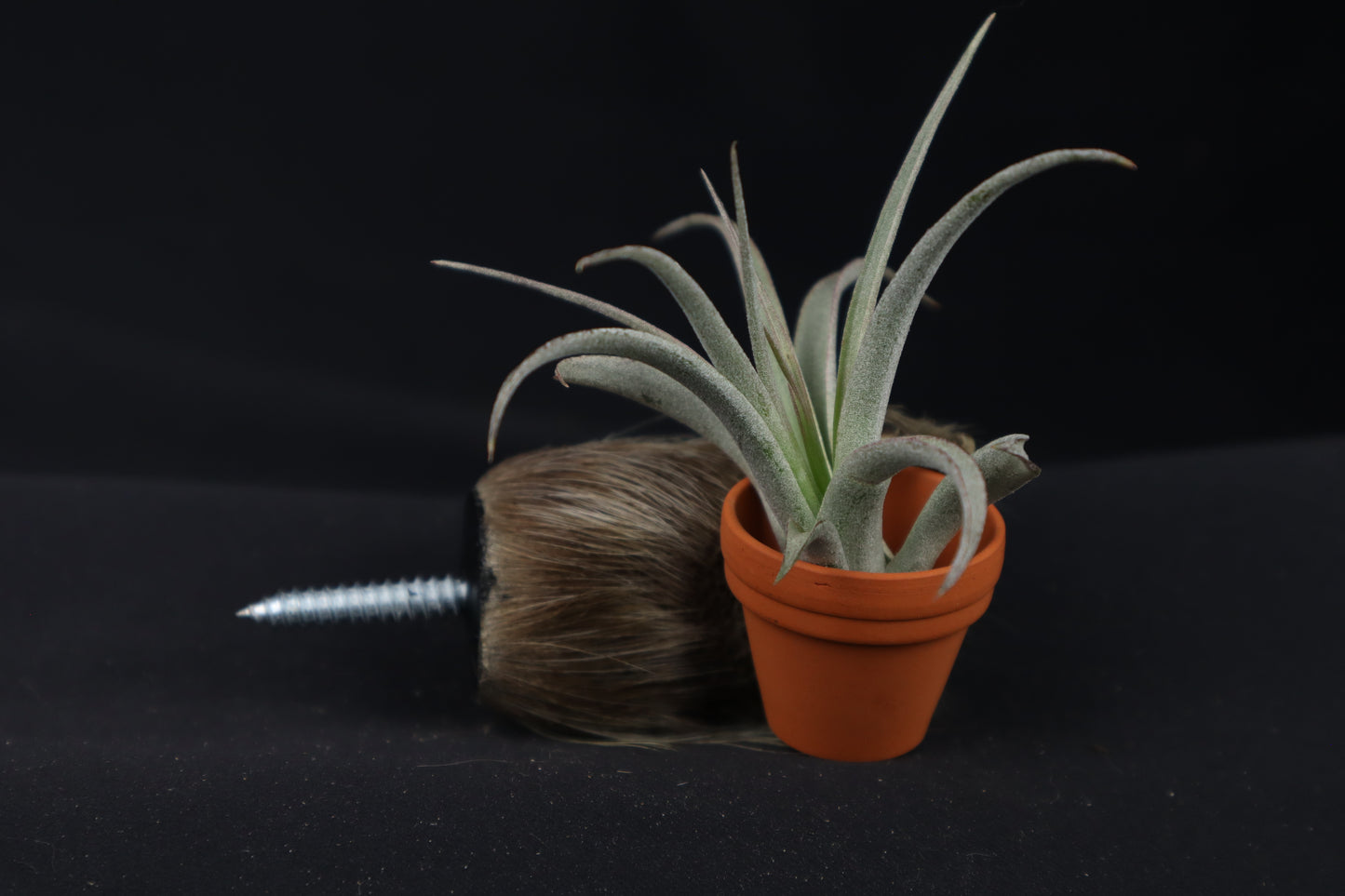 Porcupine Hand Planter with Tillandsia Brachycaulos