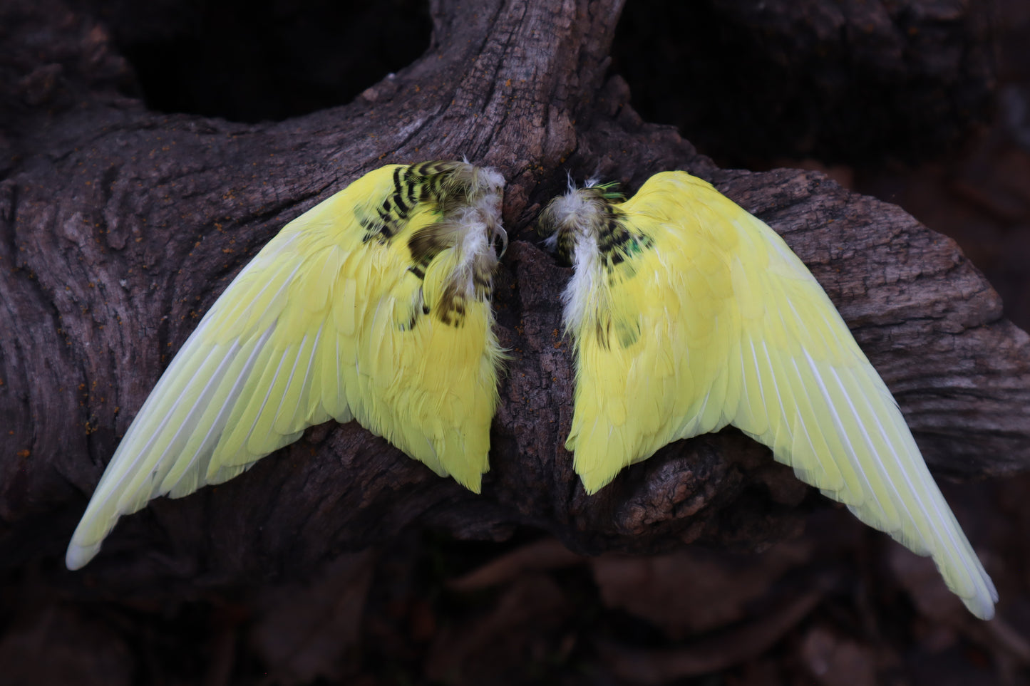Dry Preserved Parakeet Wings