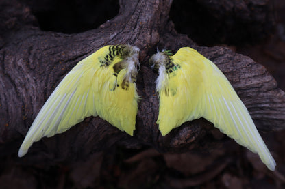 Dry Preserved Parakeet Wings