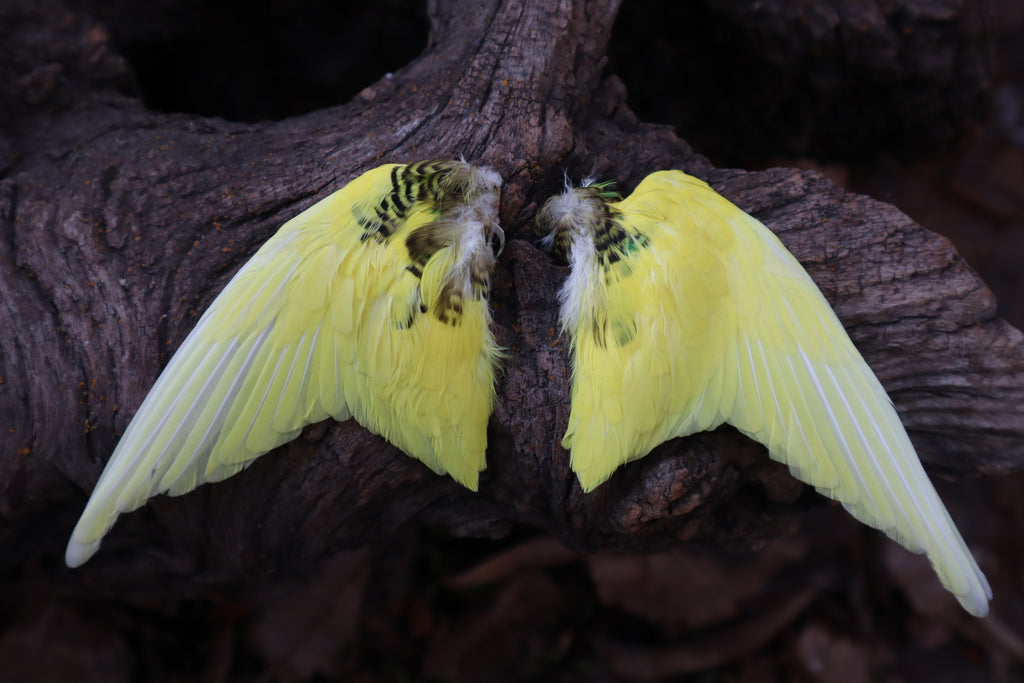 Dry Preserved Parakeet Wings