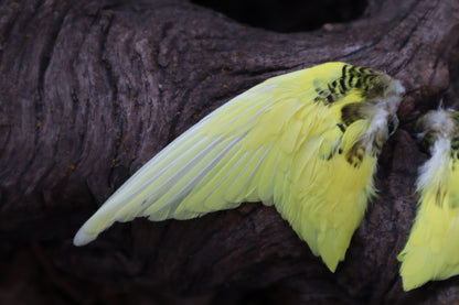 Dry Preserved Parakeet Wings
