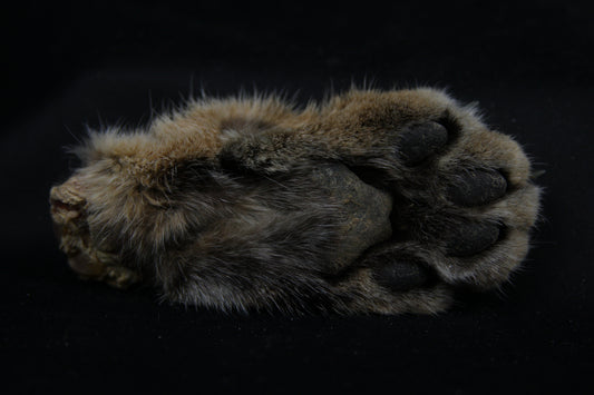 Bobcat Paw with Claws
