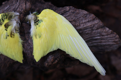 Dry Preserved Parakeet Wings