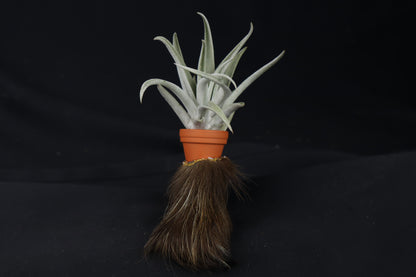 Porcupine Foot Planter with Tillandsia harrisii