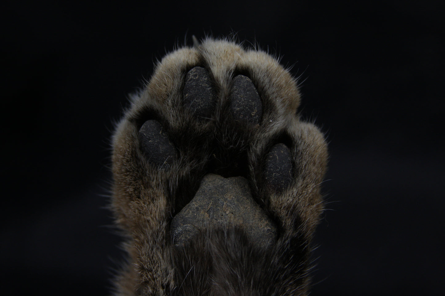 Bobcat Paw with Claws