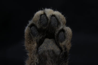 Bobcat Paw with Claws