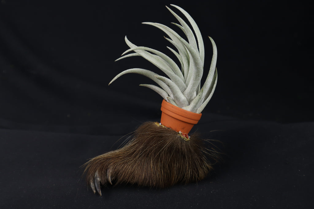 Porcupine Foot Planter with Tillandsia harrisii