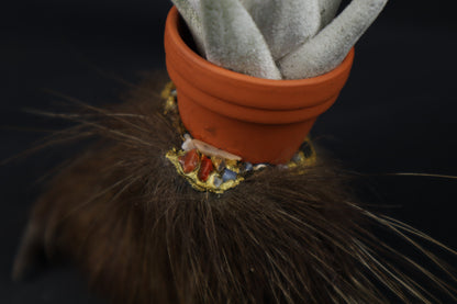 Porcupine Foot Planter with Tillandsia harrisii