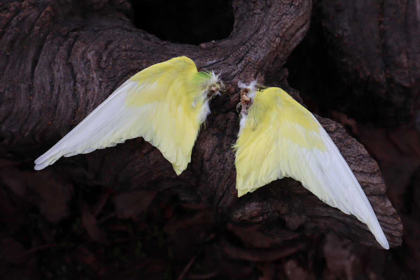 Dry Preserved Parakeet Wings