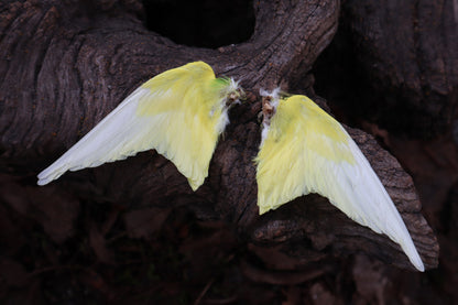 Dry Preserved Parakeet Wings