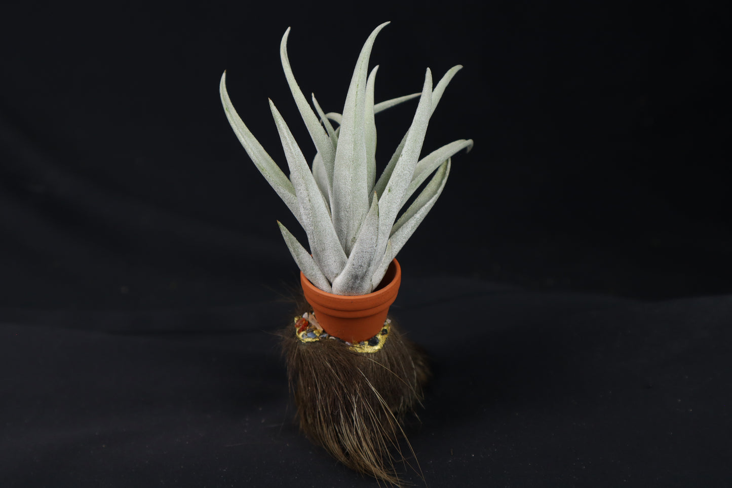 Porcupine Foot Planter with Tillandsia harrisii