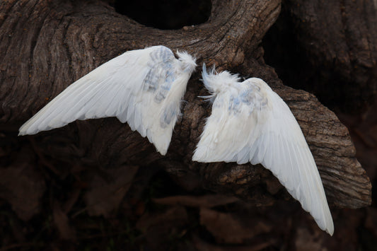 Dry Preserved Parakeet Wings