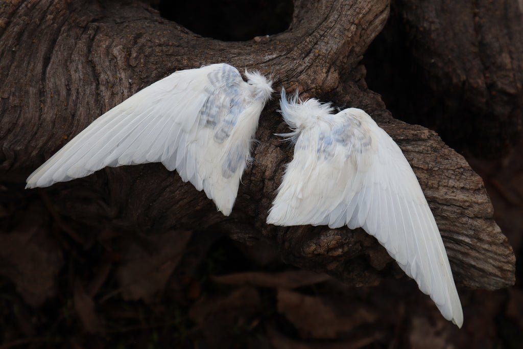 Dry Preserved Parakeet Wings