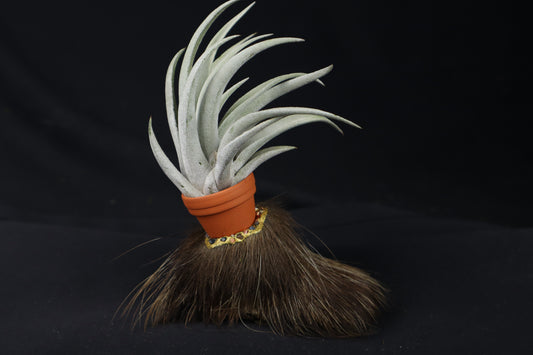 Porcupine Foot Planter with Tillandsia harrisii