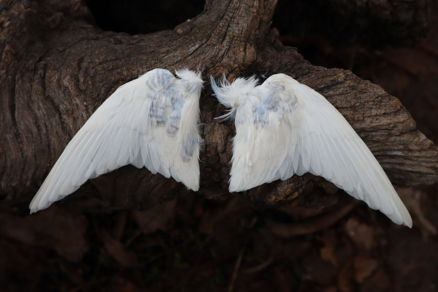 Dry Preserved Parakeet Wings