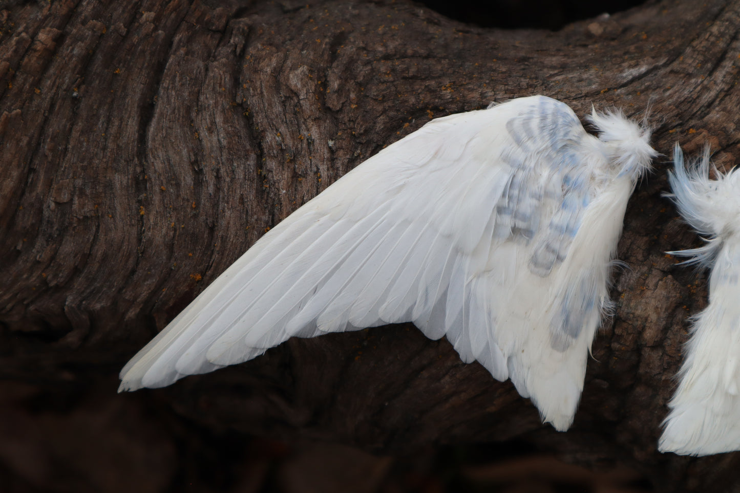 Dry Preserved Parakeet Wings