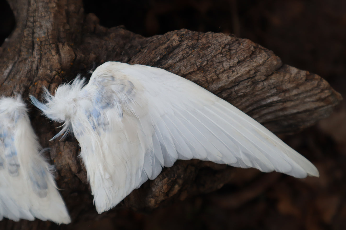 Dry Preserved Parakeet Wings