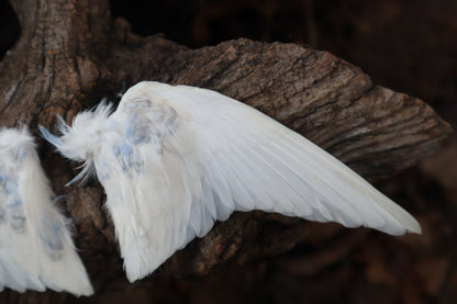 Dry Preserved Parakeet Wings
