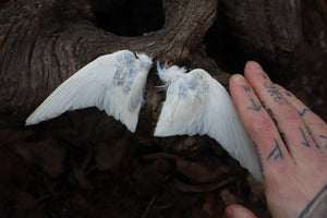 Dry Preserved Parakeet Wings