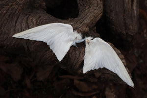 Dry Preserved Parakeet Wings