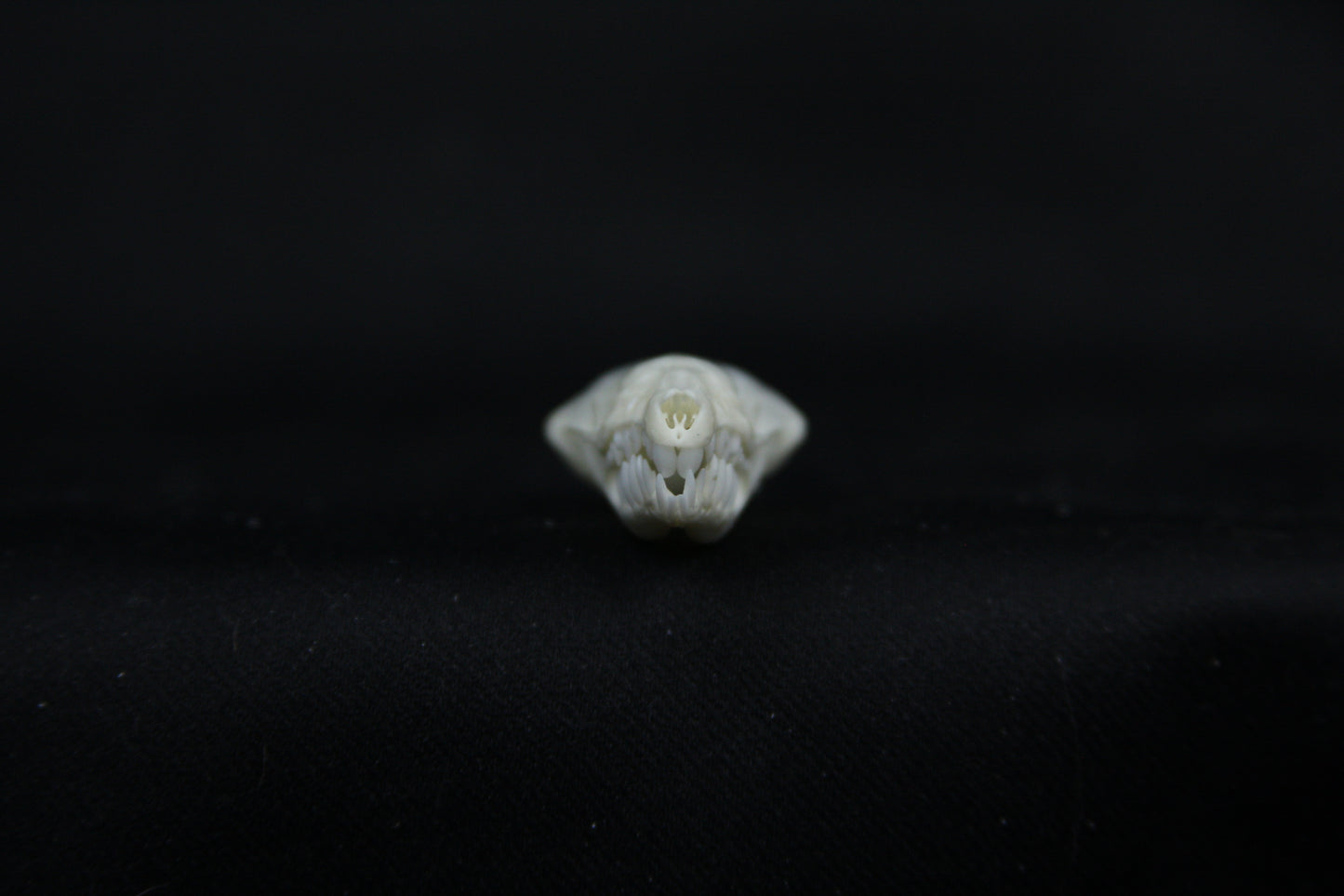 Mole Skull