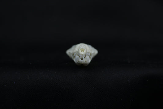 Mole Skull