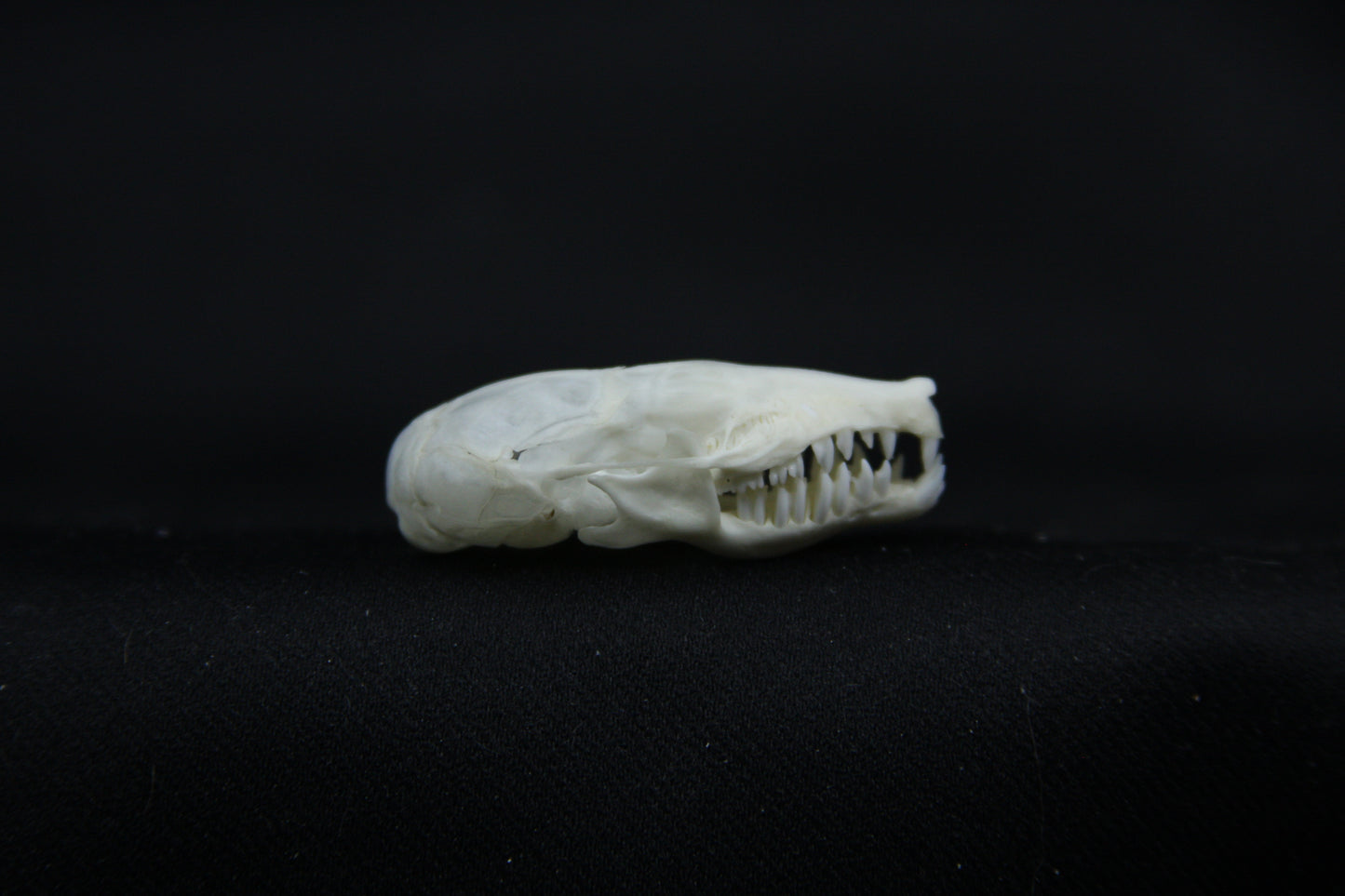Mole Skull