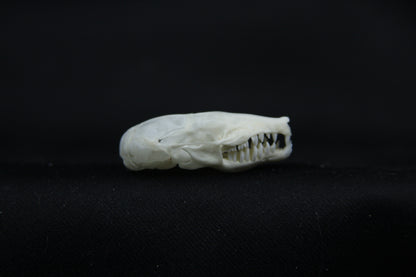 Mole Skull