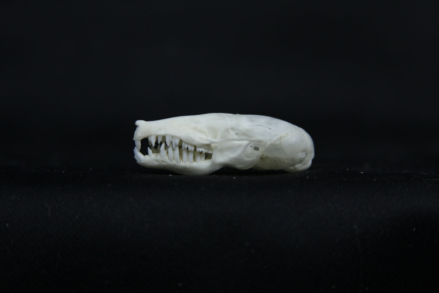 Mole Skull