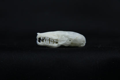 Mole Skull
